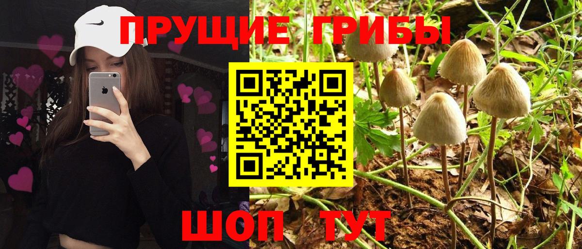 Псилоцибиновые грибы GOLDEN TEACHER  Галлюциногенные грибы Psilocybine cubensis  Вход с VPN  Иваново 